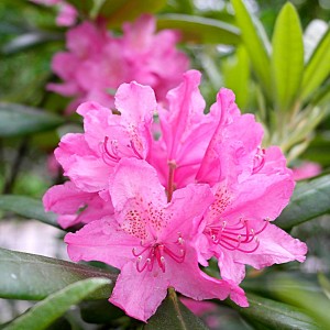 Саженец рододендрона Гаага (розовый) (Haaga)