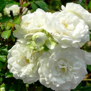 Саженец розы кустовой Альба Мейяндекор (Alba Meillandecor)
