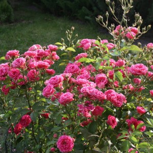Саженец кустовой розы Elmshorn (Эльмшорн)