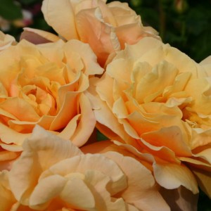 Саженец розы кустовой Карамелла (Caramella)