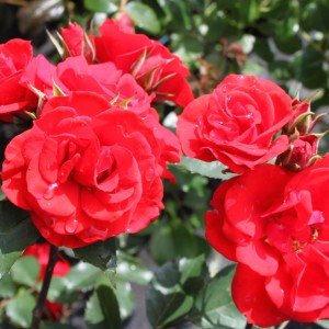 Саженец розы кустовой Кордес Брильянт (Kordes Brilliant)