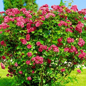 Саженец розы Морщинистая (Ругоза)