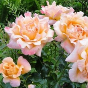 Саженец розы флорибунды Раффлс (Ruffles)
