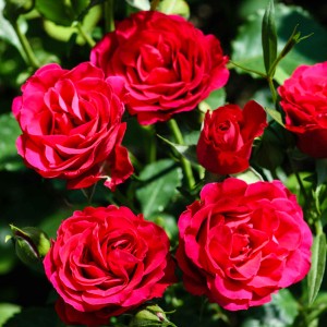 Саженец розы кустовой Таманго (Tamango)