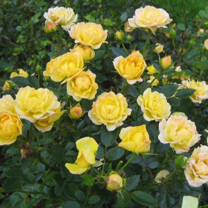 Саженец розы почвопокровной Yellow Fairy (Еллоу Фейри)