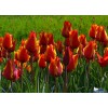 Тюльпаны оптом (от 600 шт.): фото и описание
