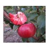 Саженец яблони красномясой Байя Мариса (Baya Marisa)