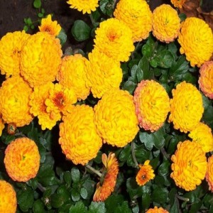 Саженец хризантемы мультифлора Балиос (Balios) (Желтая )