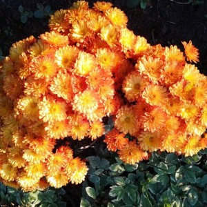 Саженец хризантемы мультифлора Бран Бич Оранж (Branbeach Orange) (Оранжевая )