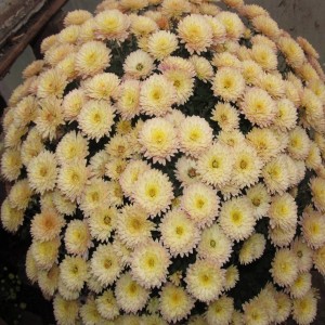 Саженец хризантемы мультифлора Домино Голд (Бледно-желтая )