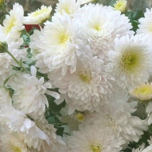 Саженец хризантемы мультифлора Домино Уайт (Белая )