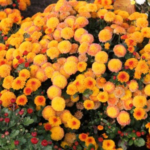 Саженец хризантемы мультифлора Спейс (Абрикосовая )