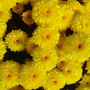 Саженец хризантемы мультифлора Яхо Голд (Yahou Golden) (Желтая )