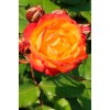 Саженцы штамбовой розы (3 шт. ) Роза Румба (Rumba)