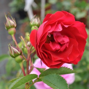 Саженец канадской розы Аделаида Худлес (Adelaide Hoodless)