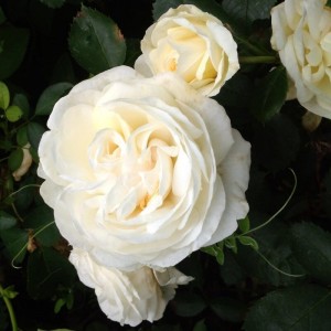 Саженец канадской розы Джей Пи Коннел (J.P. Connel)