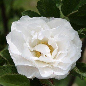 Саженец канадской розы Лак Маджеу