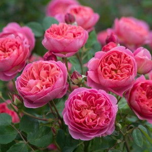 Саженец парковой розы Леонардо Да Винчи