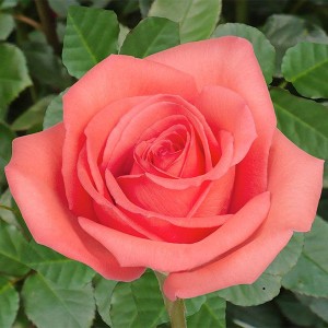 Саженец чайно-гибридной розы Муви Стар