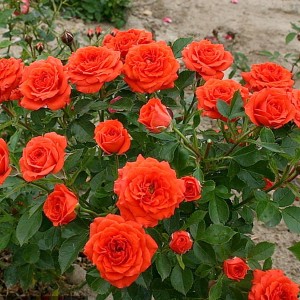 Саженец чайно-гибридной розы Оранж Бейби (Baby Orange)