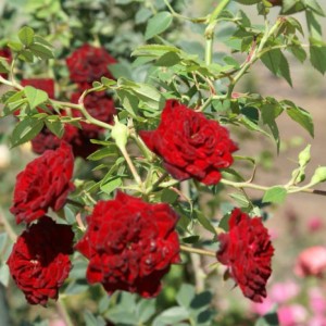 Саженец почвопокровной розы Рэд Каскад (Red Cascade)