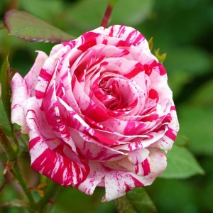 Саженец розы флорибунды Сатин (Satin)