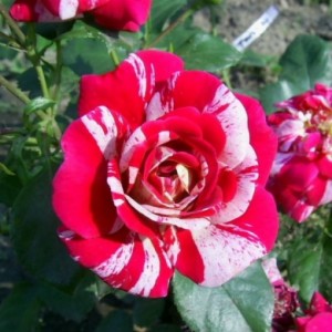 Саженец плетистой розы Твист (Twist)