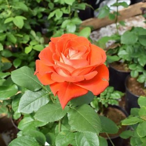Саженец чайно-гибридной розы Верано (Verano)