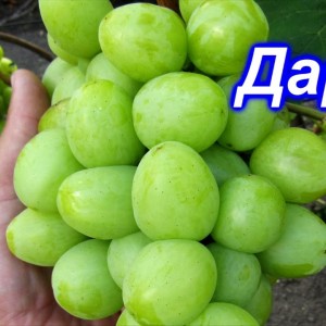 Саженец винограда Дарья (Ранний/Белый)