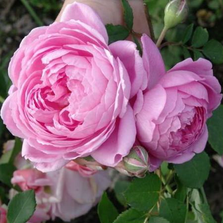 Саженец чайно-гибридной розы Аленушка