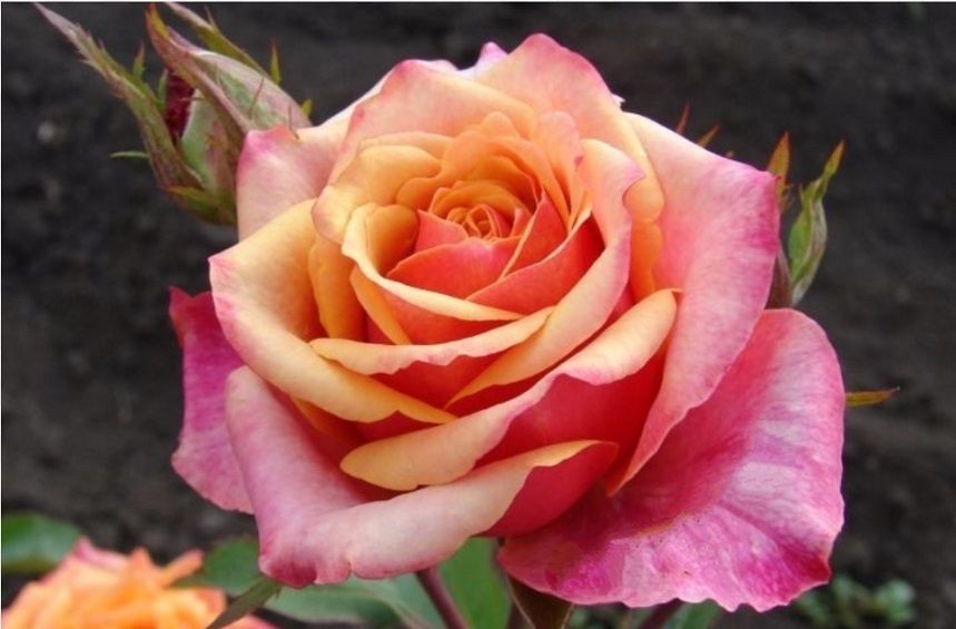 Саженец чайно-гибридной розы Черри Бренди