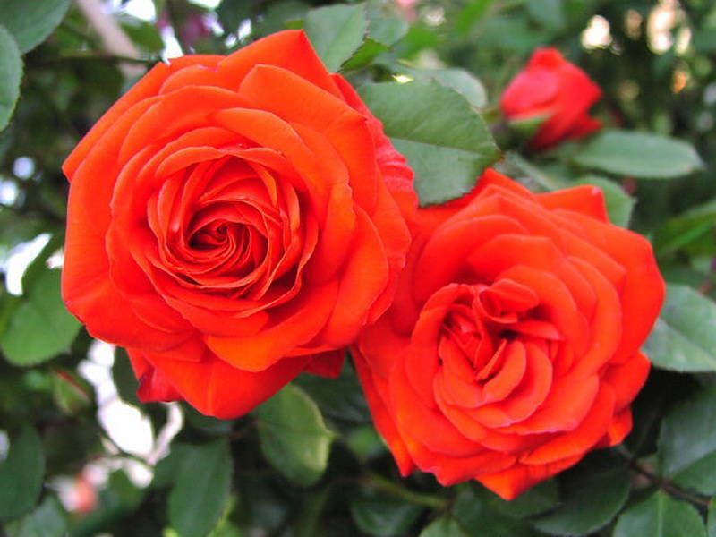 Саженец розы флорибунды Чин-Чин