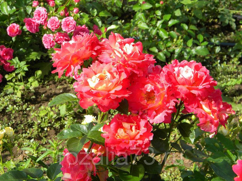 Саженец парковой розы Декор Арлекин
