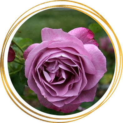 Саженец шраб розы Хаирлум