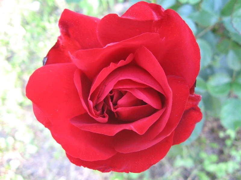Саженец розы флорибунды Лили Марлен