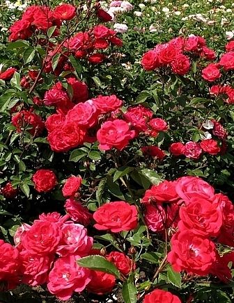 Саженец  почвопокровной розы Майнауфойер