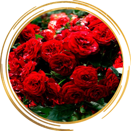 Саженец полиантовой розы Ред Диадем: фото и описание