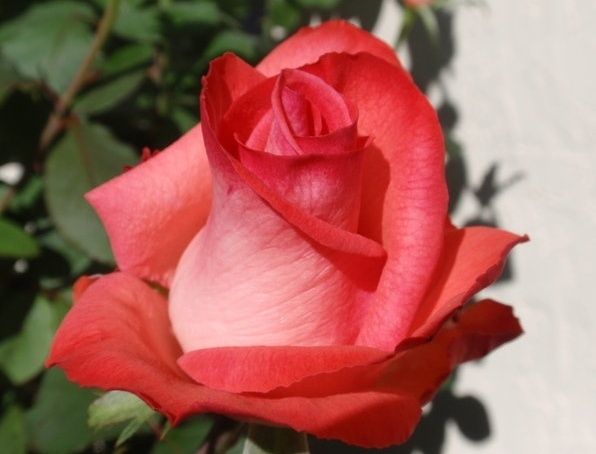 Саженец чайно-гибридной розы Raphaela