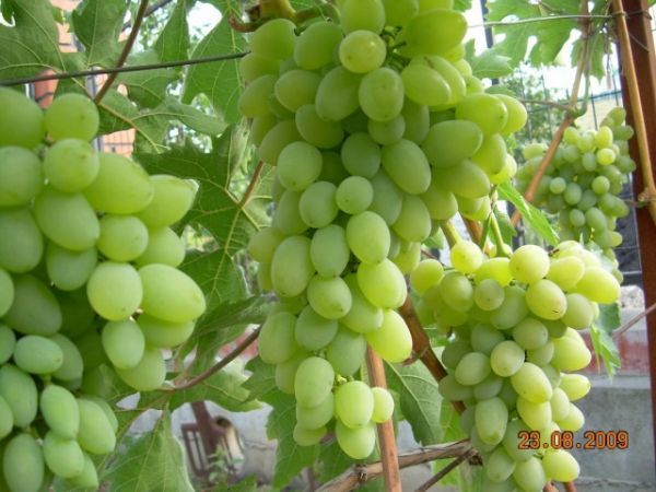 Саженец винограда Алекса - Кишмиш (Ранний/Белый)