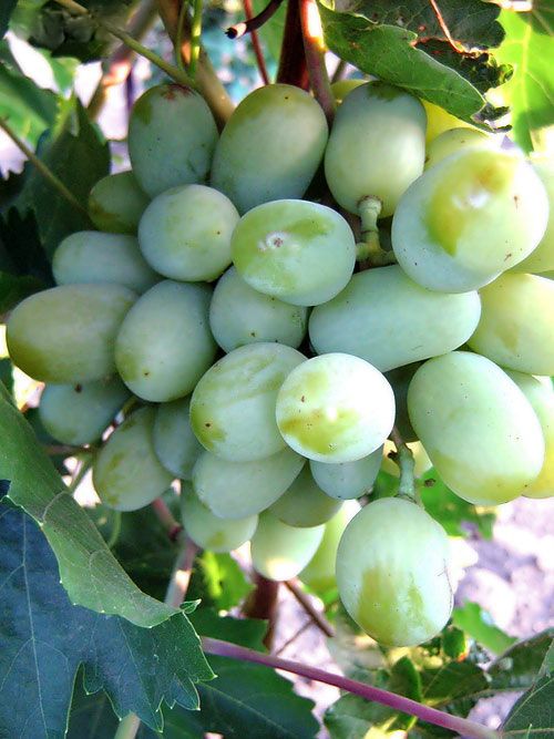 Саженец винограда Алекса - Кишмиш (Ранний/Белый)