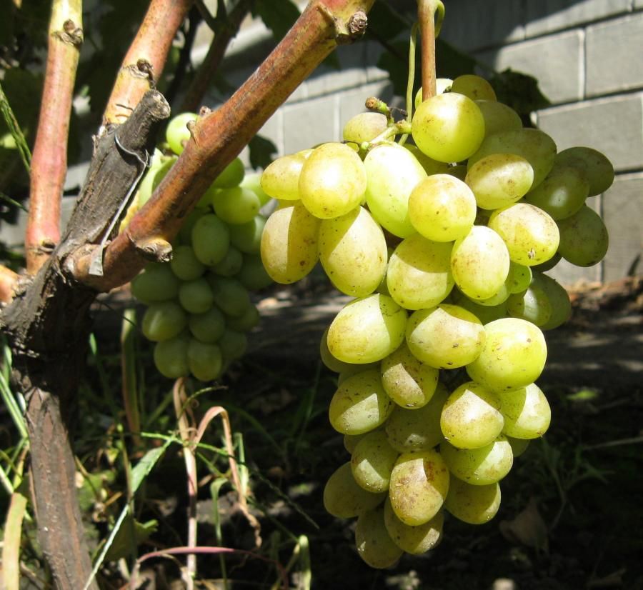 Саженец винограда Ладанный (Ранний/Белый)
