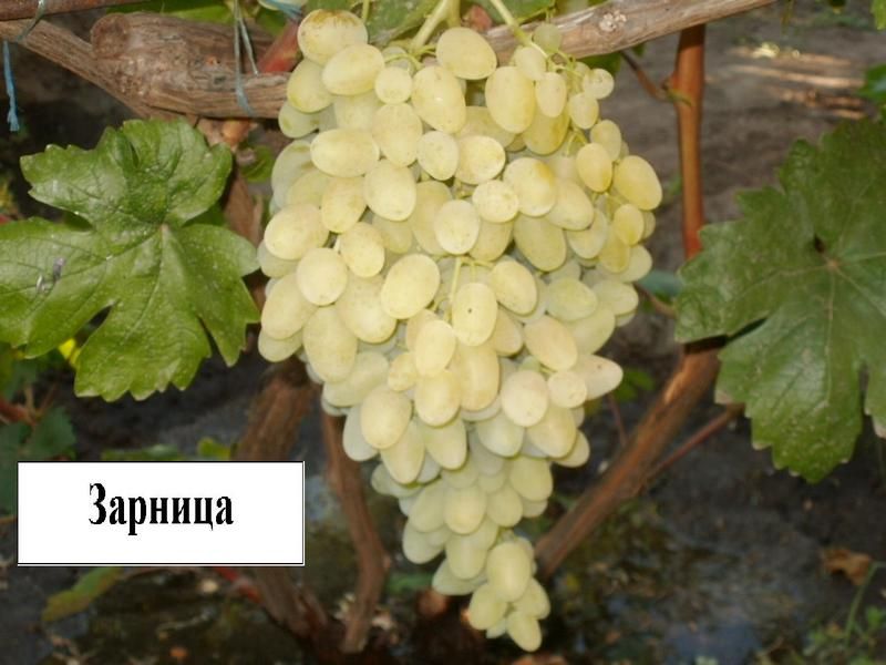Сорт винограда казанова фото и описание