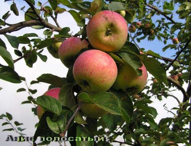 Саженец яблони Анис полосатый
