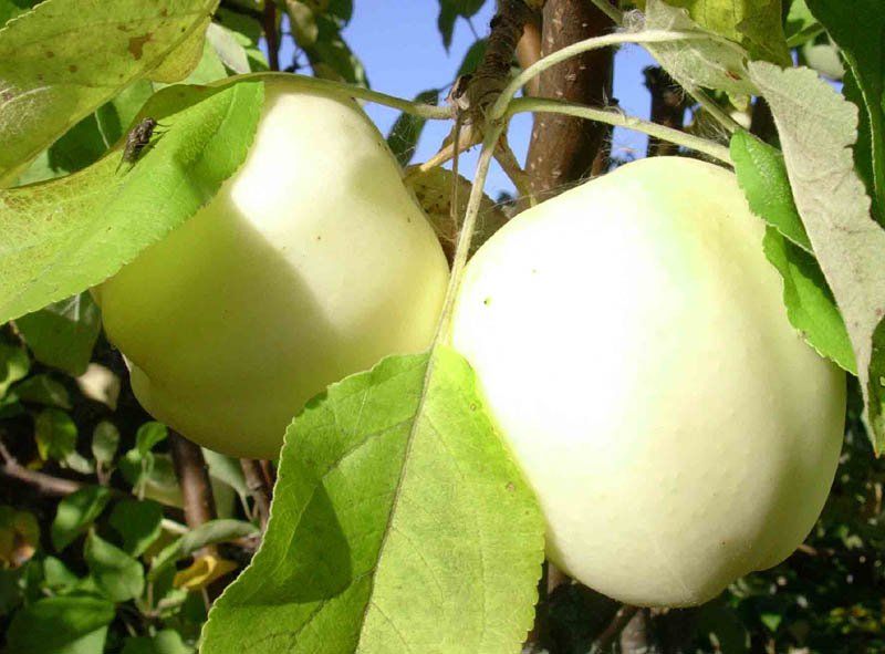 Белый налив яблоки фото и описание
