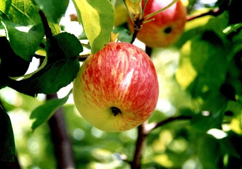 Саженец яблони Боровинка