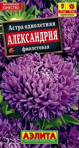 Семена астры Александрия фиолетовая