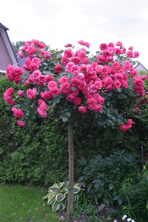 Комплект из 3-х штамбовых роз Розариум Ютерзен (Rosarium Uetersen)