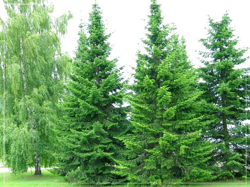 Сеянец пихты сибирской (высотой до 15 см)