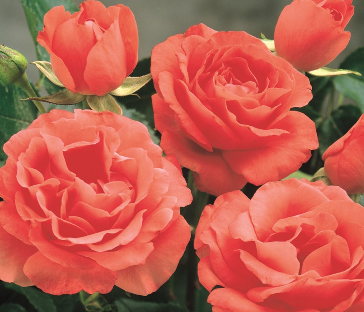 Саженец кустовой розы Marmalade Skies (Мармалад Скайс) фото 