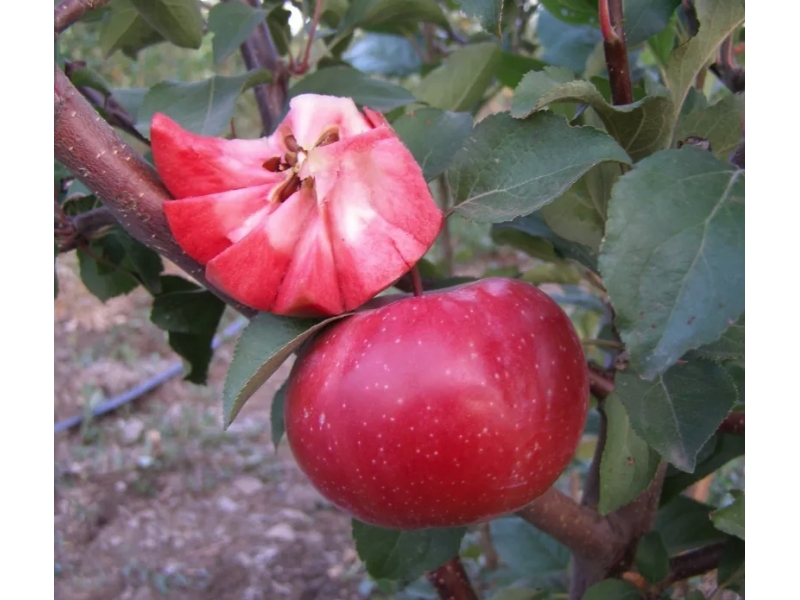 Саженец яблони красномясой Байя Мариса (Baya Marisa)